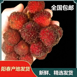 正品新鲜春砂仁湿砂仁沙仁阳春特产1-10斤起包邮可泡蜜泡酒