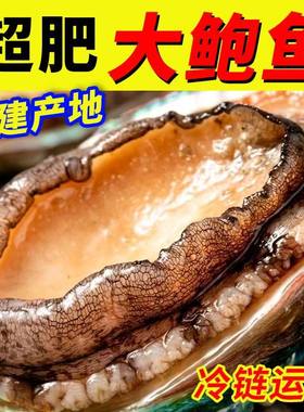 特大鲍鱼鲜活水产海鲜速冻熟冻新鲜大鲍鱼冷冻食材特产冷冻商用