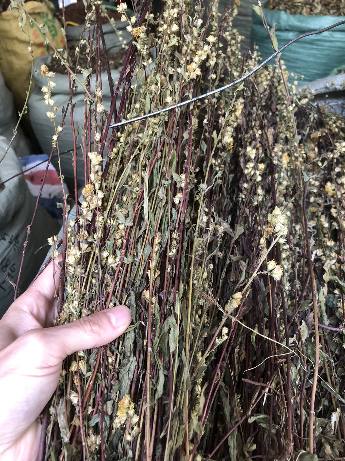 一枝黄花500克中药材一支黄花 新货百根草蛇头王 老虎尿