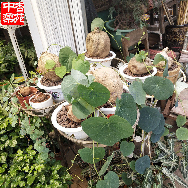 新鲜金不换植物中药材
