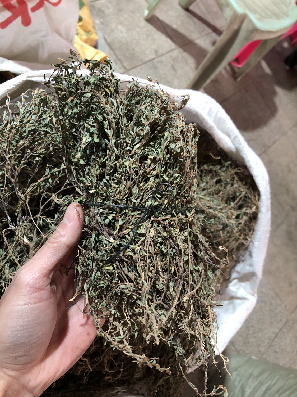 中药材鸡眼草500克 掐不齐人字草 白斑鸠窝鸳鸯草红骨丹小关门