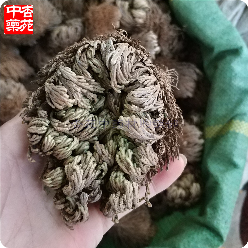 中药材卷柏1000g不死草九死还魂草石柏还阳草岩柏草2斤