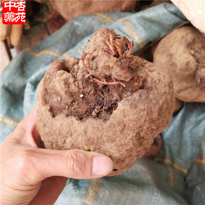 新鲜山乌龟 石琴薯 金不换 地不容 金线吊乌龟 千金藤白药子