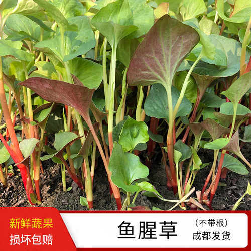 新鲜3斤嫩叶现摘泡茶发货鱼腥草