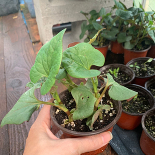鱼腥草种籽新鲜折耳根种籽颗粒种植苗根干盆栽种苗根子下饭菜带叶