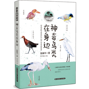 【新华文轩】神奇鸟类在身边 张海华 正版书籍 新华书店旗舰店文轩官网 晨光出版社