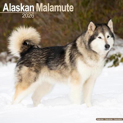 阿拉斯加雪橇犬 挂历ALASKAN MALAMUTE 2026 WALL CALENDAR原版引进