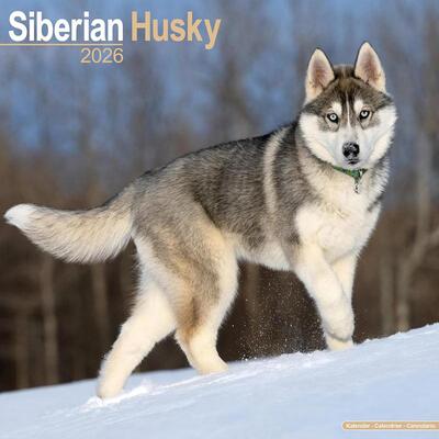 西伯利亚雪橇犬 挂历SIBERIAN HUSKY 2026 WALL CALENDAR原版引进
