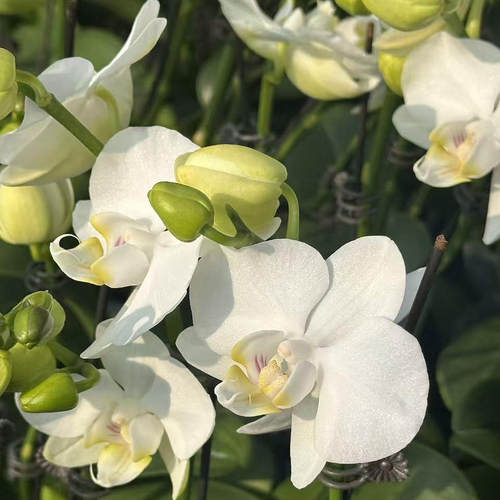 【阿玛】单花剑 白色系 中小花型精品蝴蝶兰