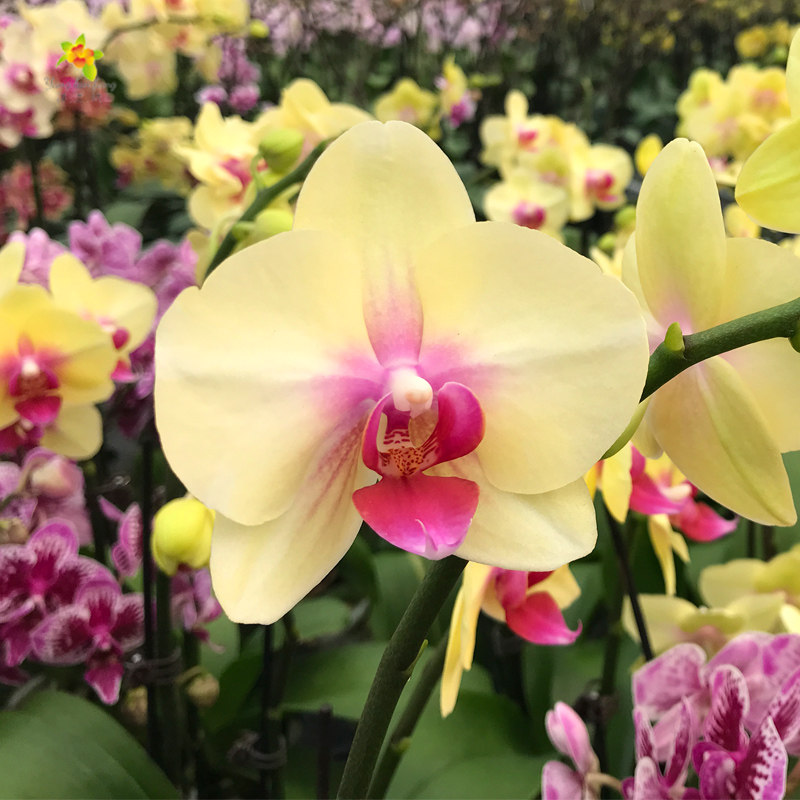 洋兰坊 朝日蝴蝶兰盆栽带花苗带花苞带花剑真花四季花卉室内植物