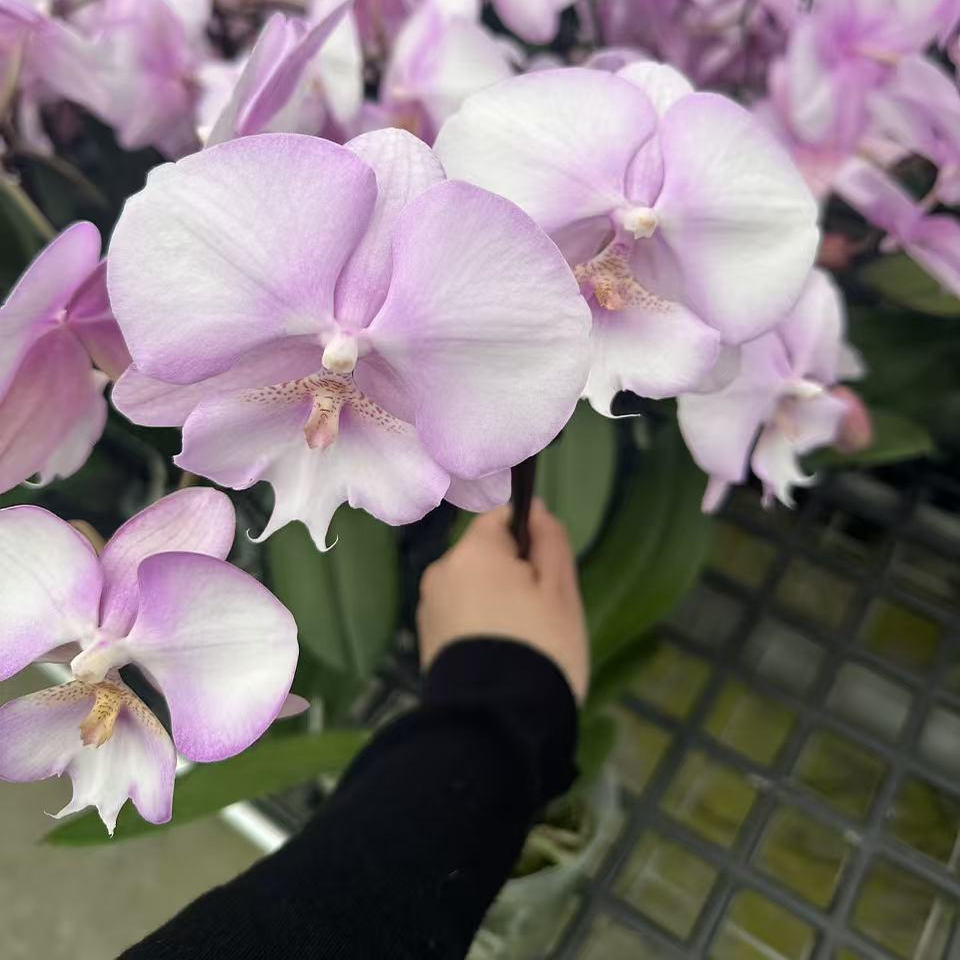 梦幻天使单花剑3.0杯寸