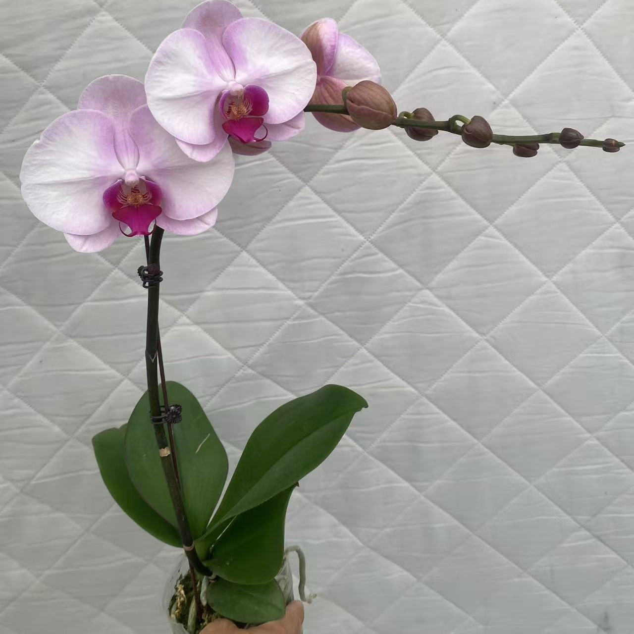 西滨哈尼单花剑3.0杯寸带花带花苞室内盆栽花卉绿植好养活