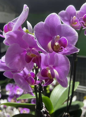 【紫蝶】3.0寸杯双花剑粉紫色系中花型 高品质精品蝴蝶兰