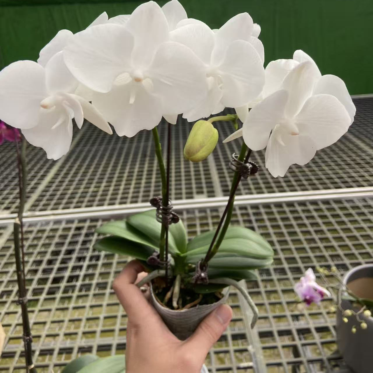 【白天鹅】2.8寸杯纯白色花型 双花剑高品质精品蝴蝶兰