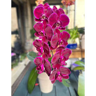 【牛记黑脸】3.0寸单花剑深红色系中花型高品质精品蝴蝶兰