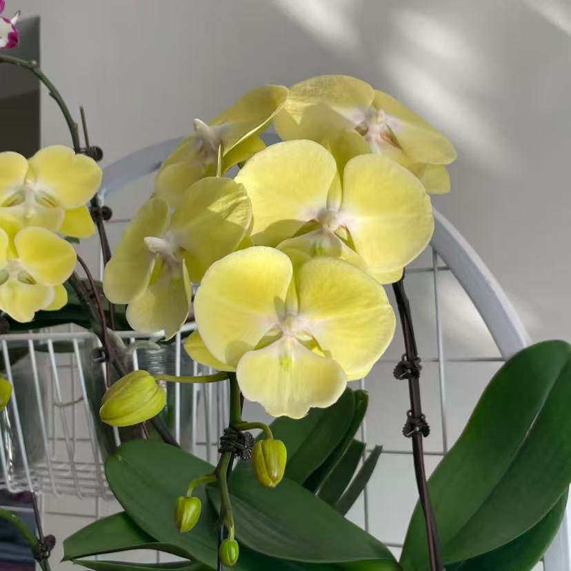 星月3.0寸杯奶油黄色系大花型 蝴蝶兰开花株,鲜花速递/花卉仿真/绿植园艺,时令草本花卉,淘宝优惠券,粉丝福利购,淘宝优惠卷