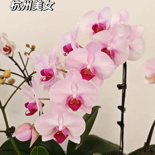 杭州美女3.0杯寸双花剑蝴蝶兰