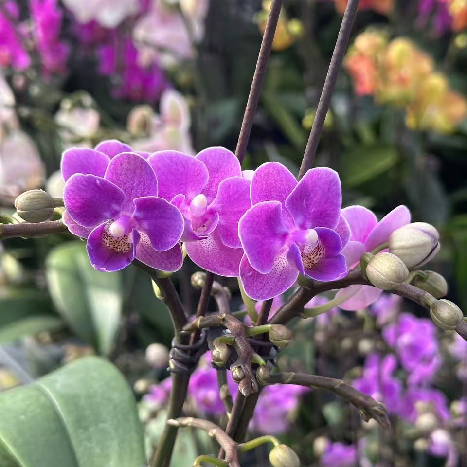 【欧洲小蓝】3.0寸双花剑