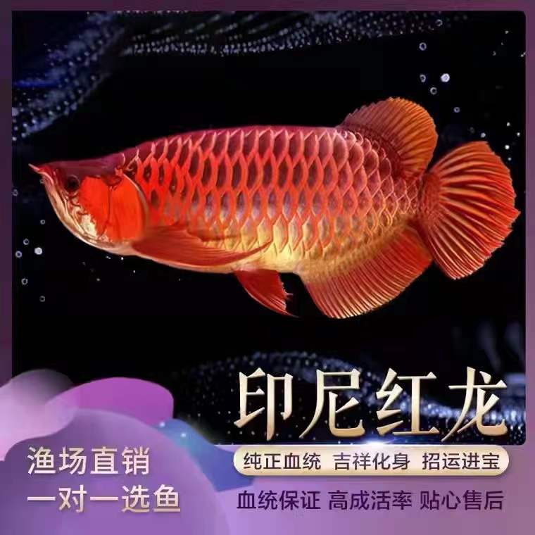 这就是希望养鱼人的盼望