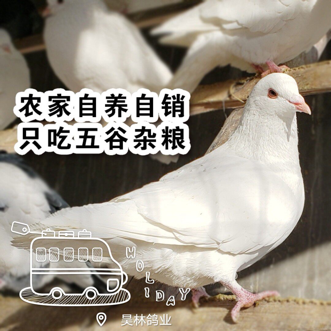 三只散养半老青年鸽现抓现杀玉米豌豆麦子喂养默认闷杀生鲜炖汤