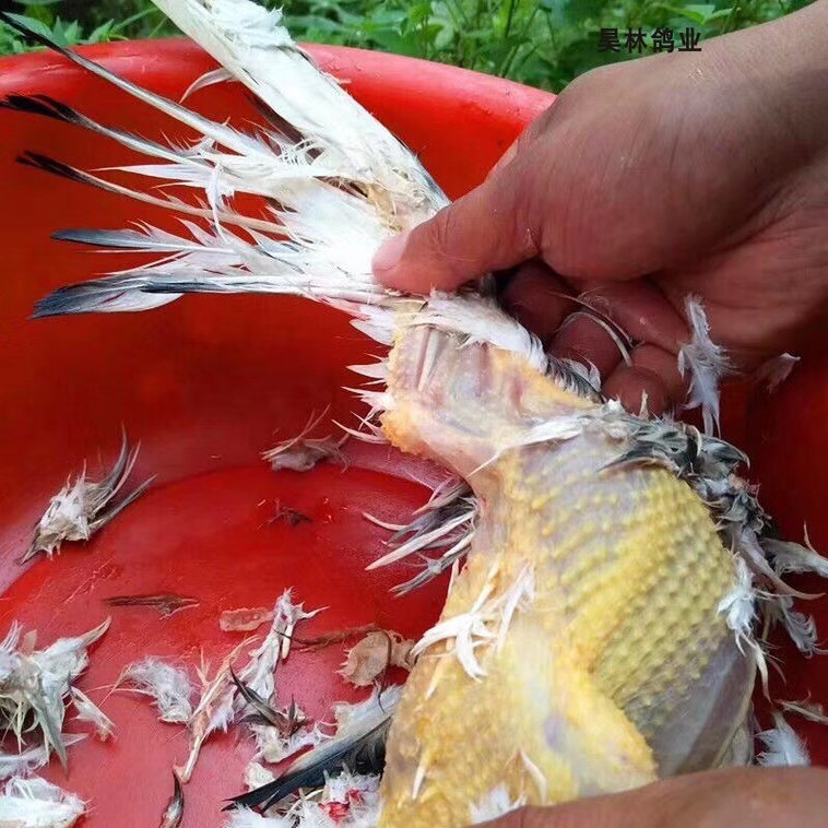 精品五年老鸽子 纯粮鸽子孕妇老人 煲汤专用 下单即杀 现抓现杀