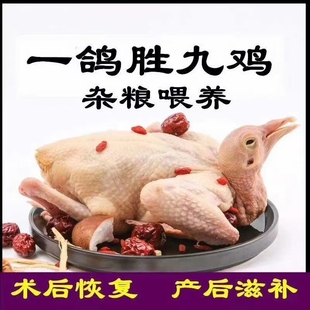 包邮 满四只 特级超大350克以上 鸽子肉生鲜现杀烤乳鸽 闷杀不放血