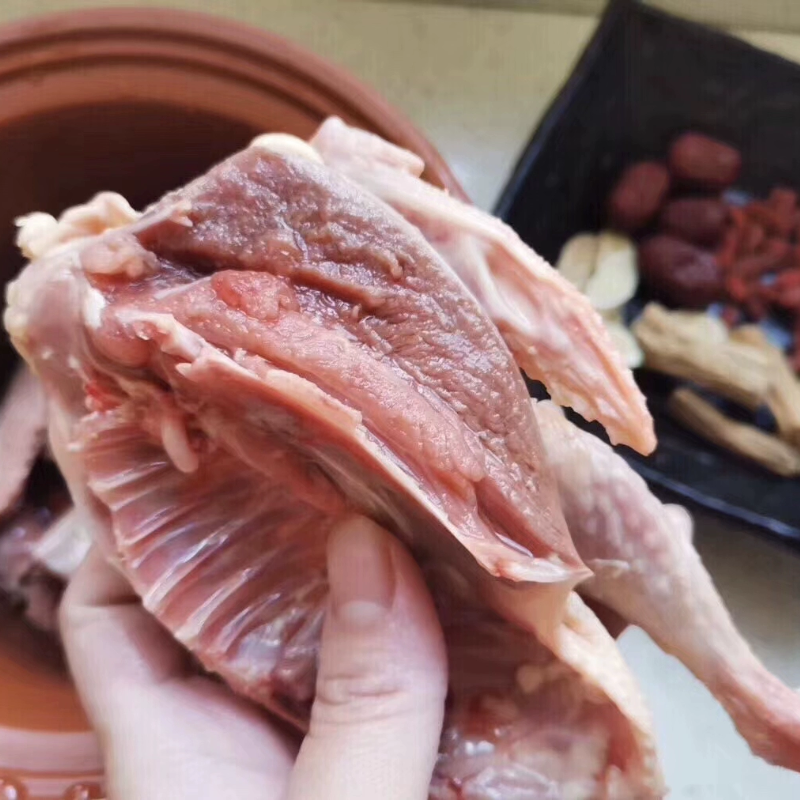 足月大号新鲜土鸽子乳鸽肉孕妇术后滋补白条闷杀月子煲汤四只包邮