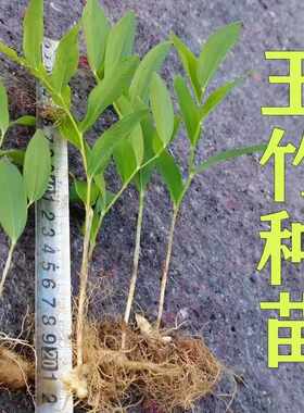 盆景绿植新鲜现挖玉竹种子尾参苗