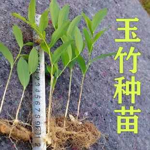 玉竹种苗新鲜现挖玉竹苗盆景绿植中药材小苗尾参苗玉竹种子批发价