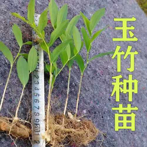 盆景绿植新鲜现挖玉竹种子尾参苗