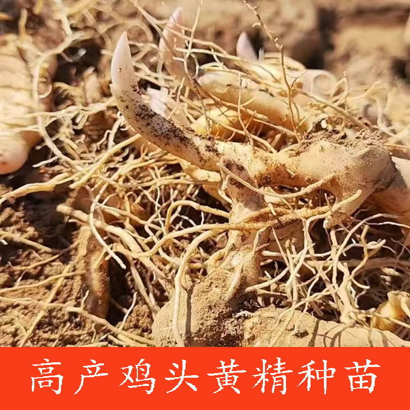 野生黄精新鲜种植苗正宗鸡头黄精优质种芽种子块茎老虎姜黄金药材
