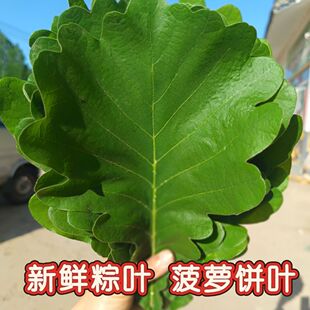新鲜端午节粽子叶大号包粽子的叶子免邮粽叶天然新鲜菠萝叶玻璃叶