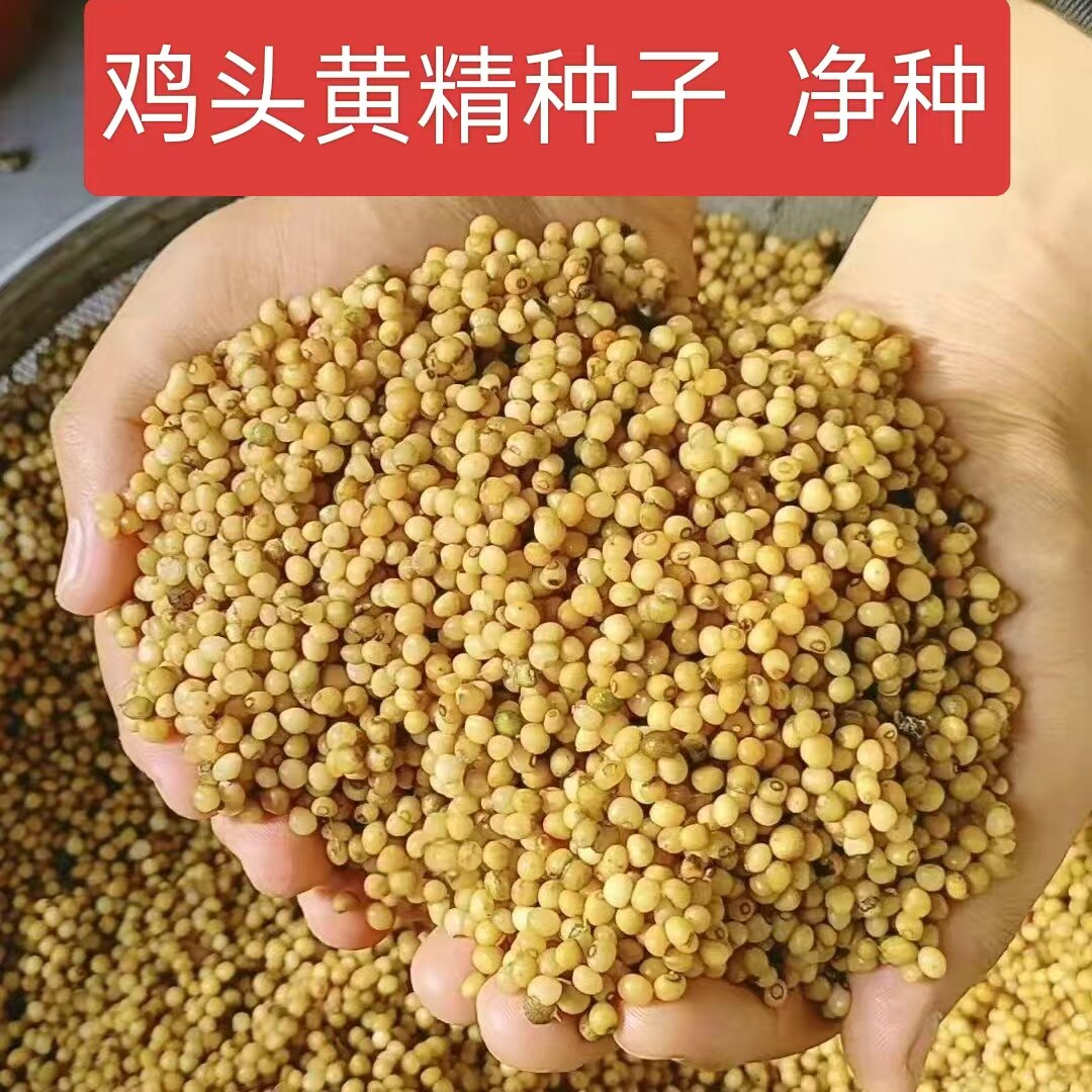 新采鸡头黄精种子药材图片