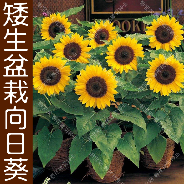 多头向日葵种子办公室迷你矮生