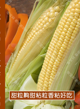 早熟黄甜糯玉米种子粘甜口感好
