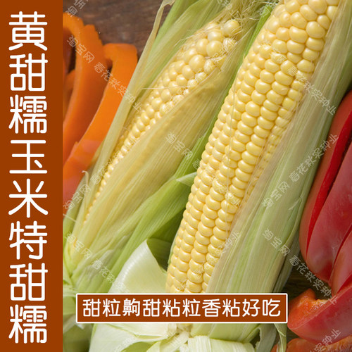 早熟黄甜糯玉米种子粘甜口感好