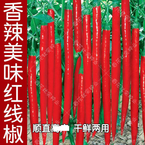 香辣红线椒种子 青杭椒美人辣椒籽 春夏秋四季播蔬菜籽香辣好吃孑 - 封面