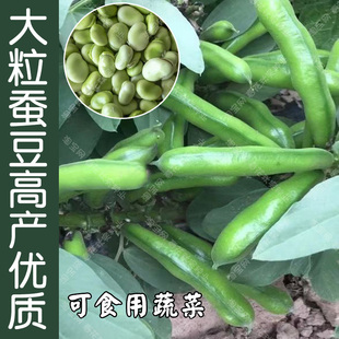 优质大粒蚕豆种子 春季播蔬菜籽 胡豆南豆佛豆阳台盆栽大田易种孑