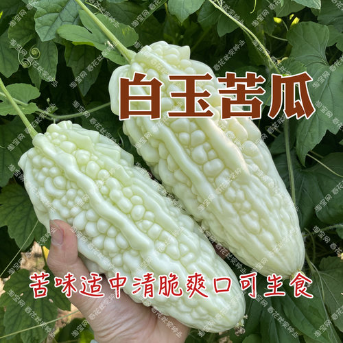 清脆爽口白玉苦瓜种子蔬菜籽