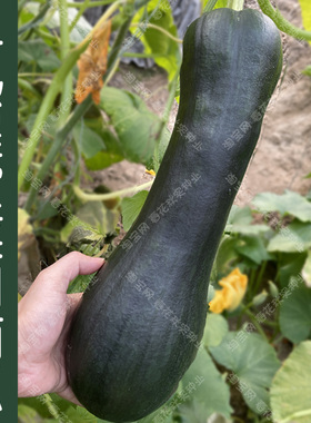 特早熟墨宝南瓜种子 春季秋季播高产抗病蔬菜籽 墨绿色无需搭架孑