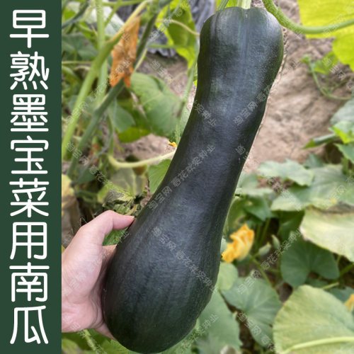 特早熟春季蔬菜籽墨绿色南瓜种子