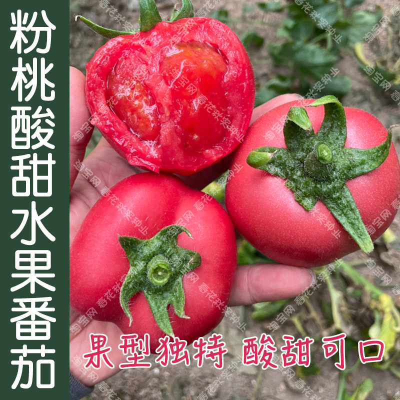 酸甜沙瓤粉桃水果番茄种子 春秋四季播蔬菜籽 早熟阳台盆栽香甜孑