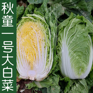秋童一号黄芯大白菜种子 秋季播蔬菜籽 高产大田抗病耐储运好吃孑