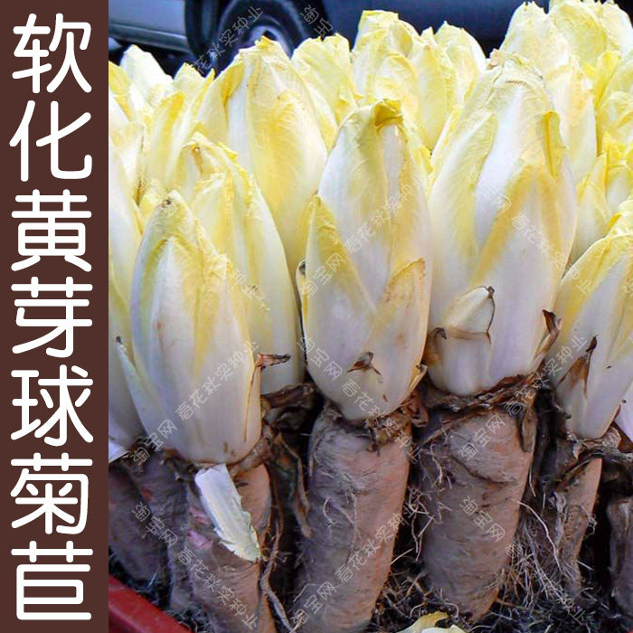 软化黄芽球菊苣种子 秋季播蔬菜籽 特菜易种苦中带甜生食盆栽菜孑