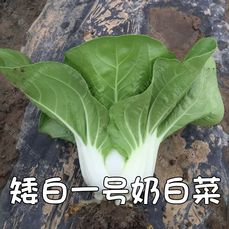 矮白一号奶白菜种子 春秋季播蔬菜籽青菜油菜矮脚黄 阳台盆栽易种