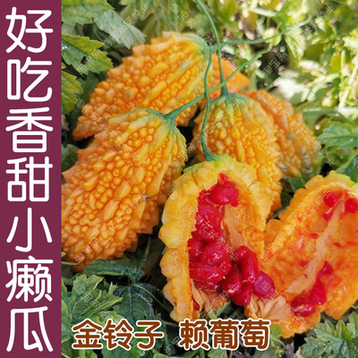 水果小癞瓜金铃子种子春夏爬藤孑