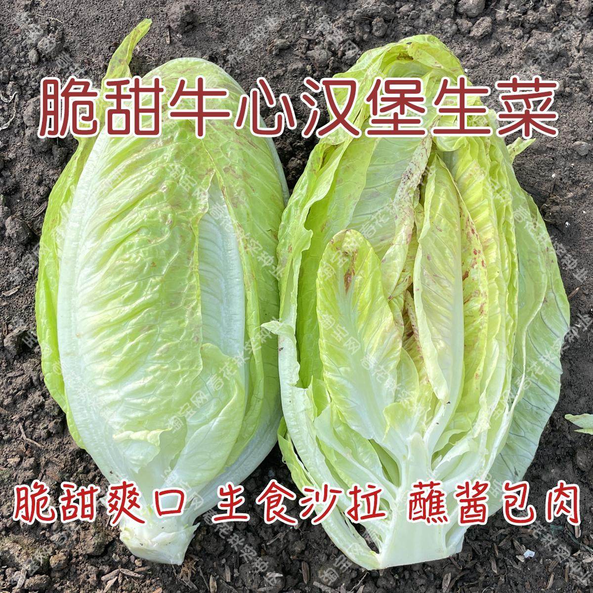 脆甜牛心汉堡生菜种子 春秋季播蔬菜籽鲜嫩口感好易种植 阳台盆栽,鲜花速递/花卉仿真/绿植园艺,家庭园艺种子,淘宝优惠券,粉丝福利购,淘宝优惠卷