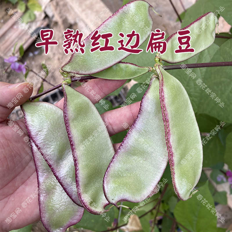 特早熟红边扁豆种子 春秋四季播蔬菜籽架豆眉豆角 阳台盆栽高产孑,鲜花速递/花卉仿真/绿植园艺,家庭园艺种子,淘宝优惠券,粉丝福利购,淘宝优惠卷