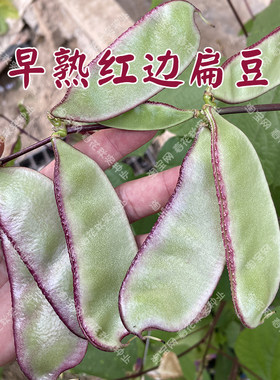特早熟红边扁豆眉豆种子高产抗病