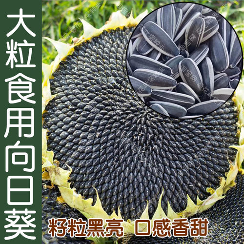大粒食用向日葵种子大瓜高产耐旱